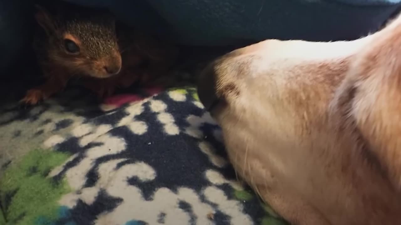 Dog Rescues Baby Squirrel And Makes Him His Brother | The Dodo Odd Couples