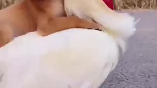 Trending Cock and Dog funny video