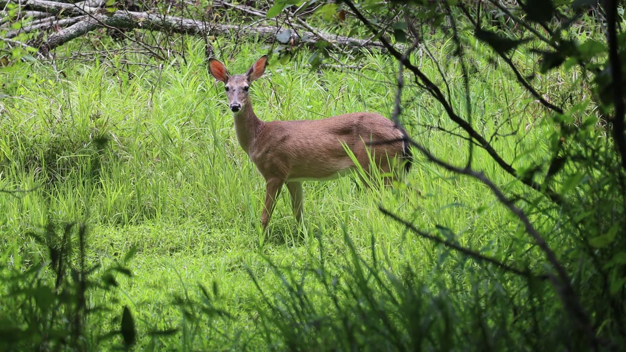 Deer chillin at the park