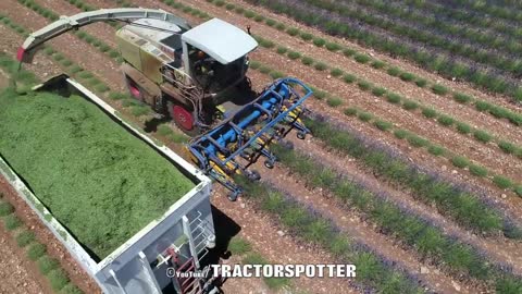 Lavender Harvest & Oil Distillation | Valensole - Provence - France 🇫🇷| large and small scale