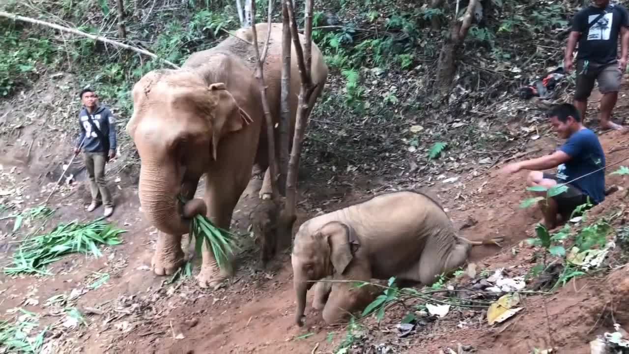 Baby Elephant Playing Like A Cute Puppy