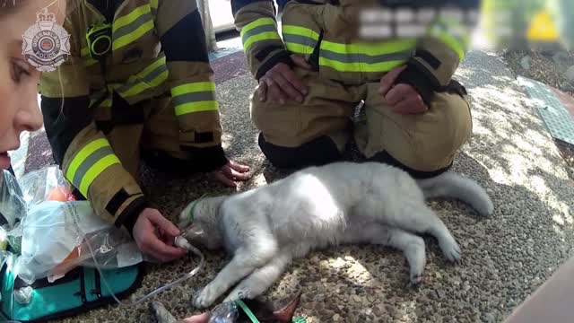 😿​🙀​ Rescue Cat