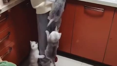 cute #fyp #fypシ #funnyanimal9 #animals #pet #kitten