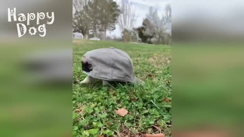 funny animals, funny cats, fun with cats, cats, ##dogs#tiktok#