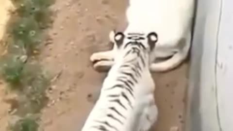 Tiger vs tiger