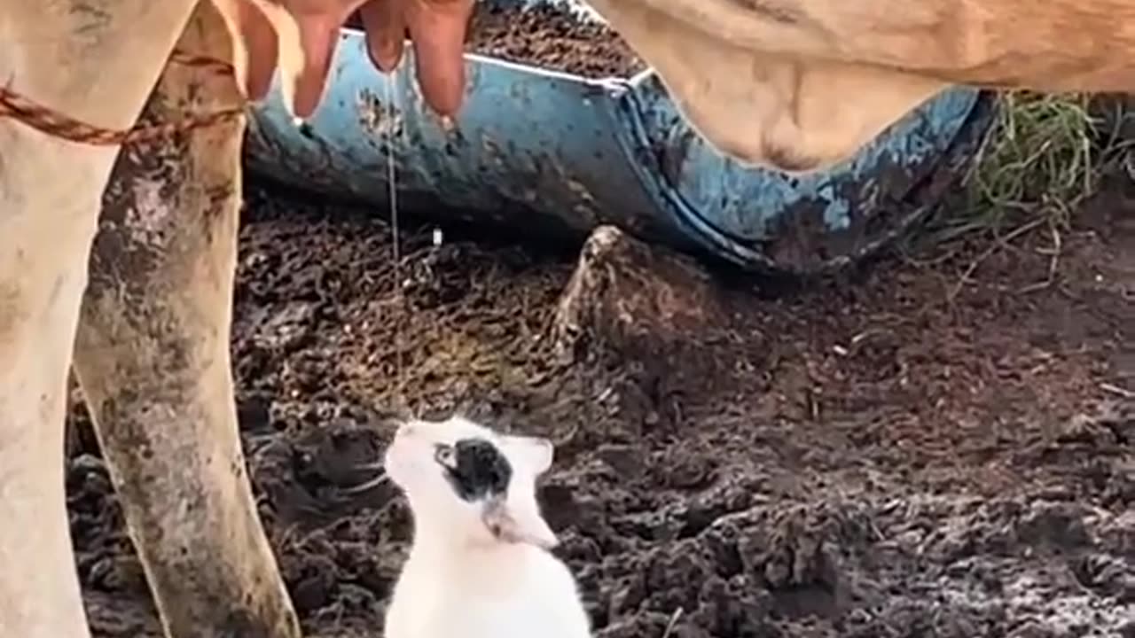 Funny Videos
