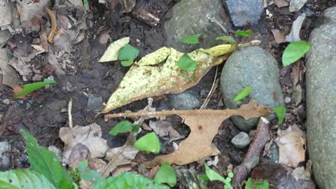 Leaf cutter ants, Arenal Volcano National Park