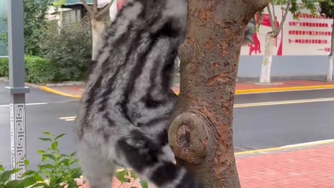 A resilient cat gracefully coming down from a tree