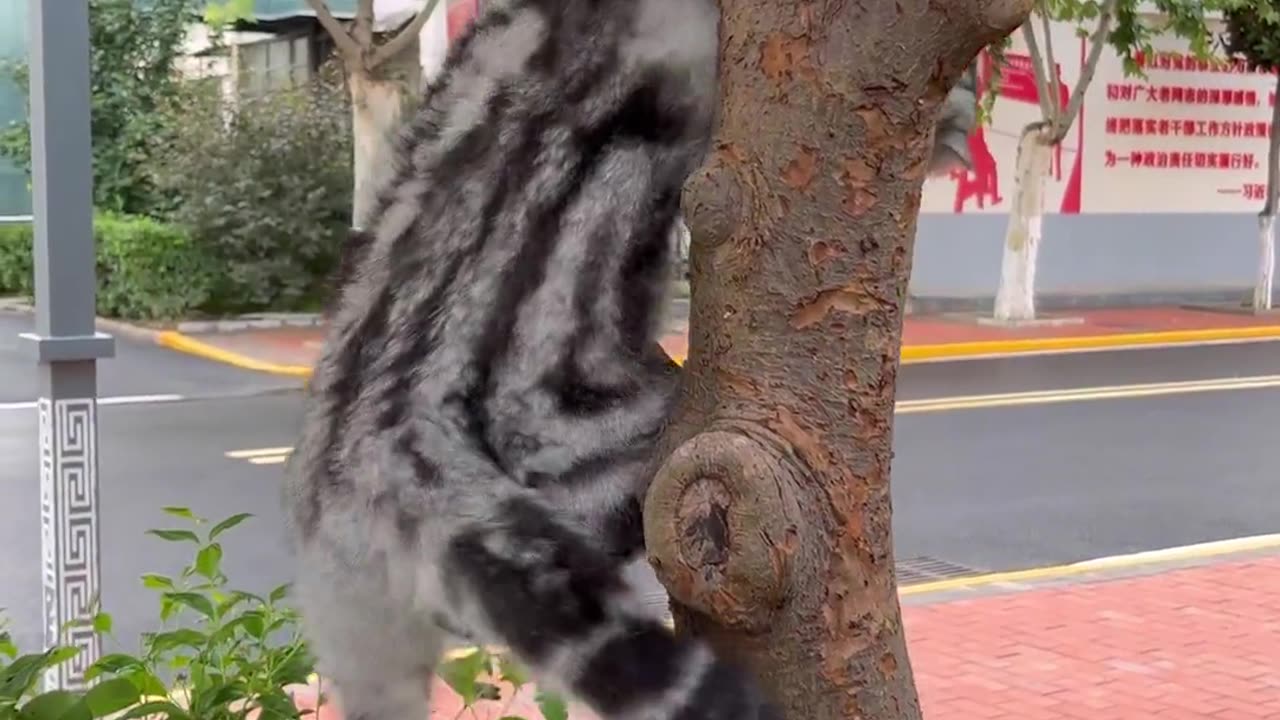 A resilient cat gracefully coming down from a tree