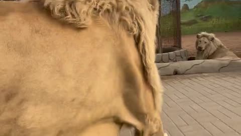 Big tiger