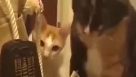 Funny cat videos 2021 #6