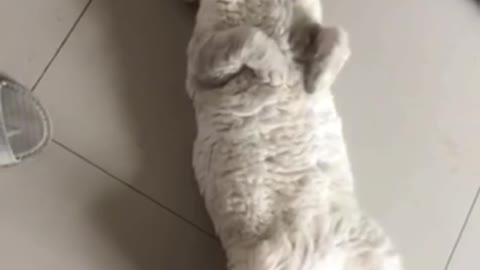 Did you have a bad dream