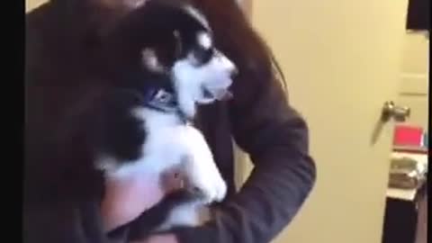 baby husky funny loud