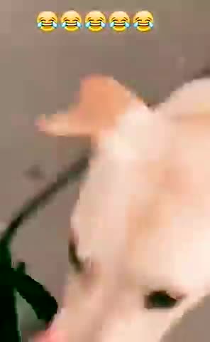 Will your dog be like this!