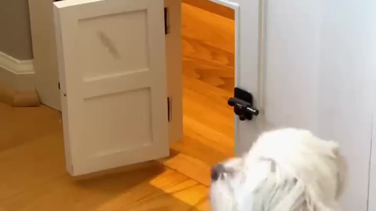 ##Re-sharing the Lego room 🐶 doggi door because its fun and cute