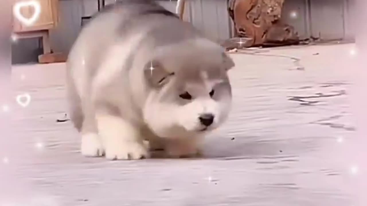 Puppy happy feet...