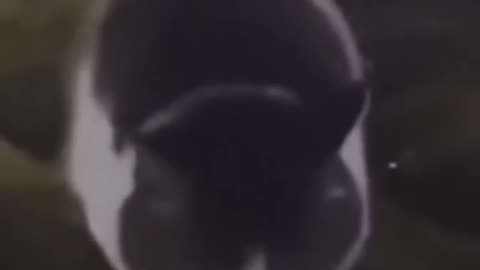 Dancing el cat-o