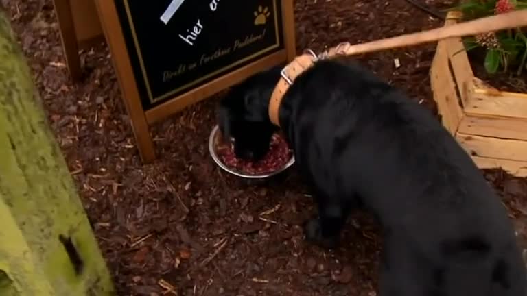 Berlin restaurant welcomes canine customers