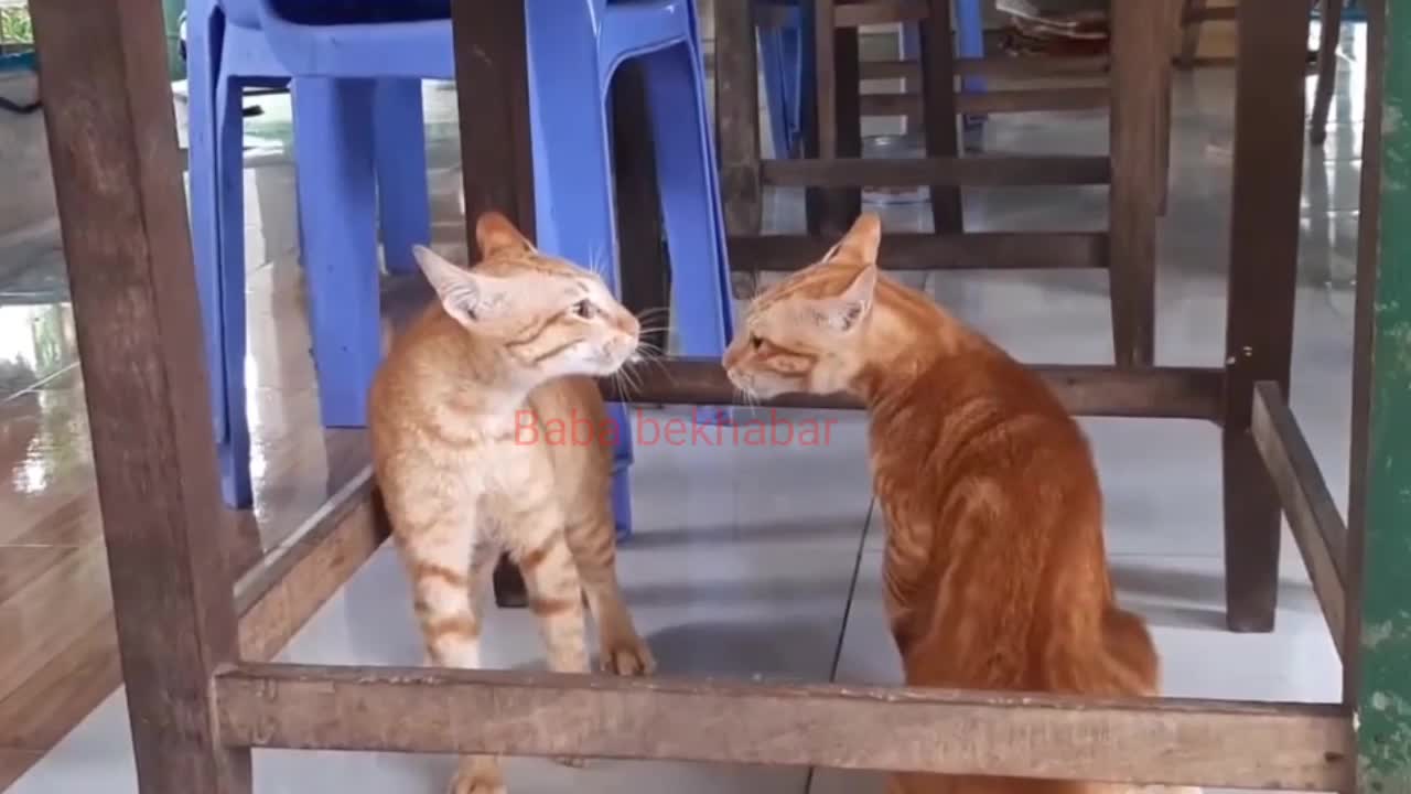 Cat funniest fights video, animals funniest video, cat fights with each other very funniest moment