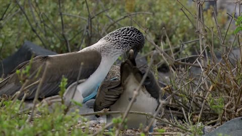 Wild Galapagos - Part 11: In the Grip of the Ocean