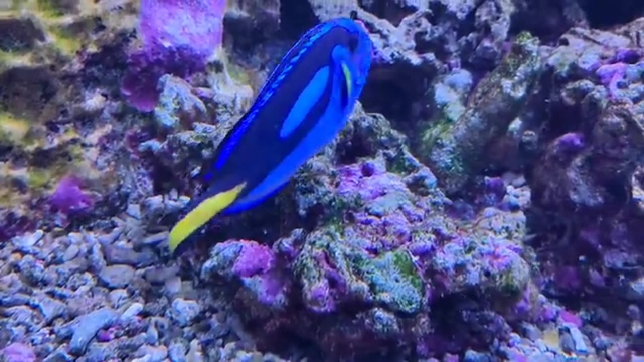 Colorful fish in the sea