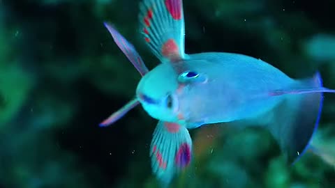 "Immersed in Wonder: A Journey Through the Aquatic Realm"