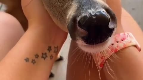 Reacue baby deer