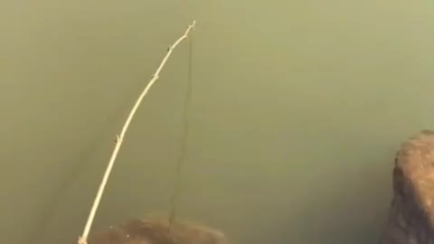 This is a beautiful and charming water-dwelling species