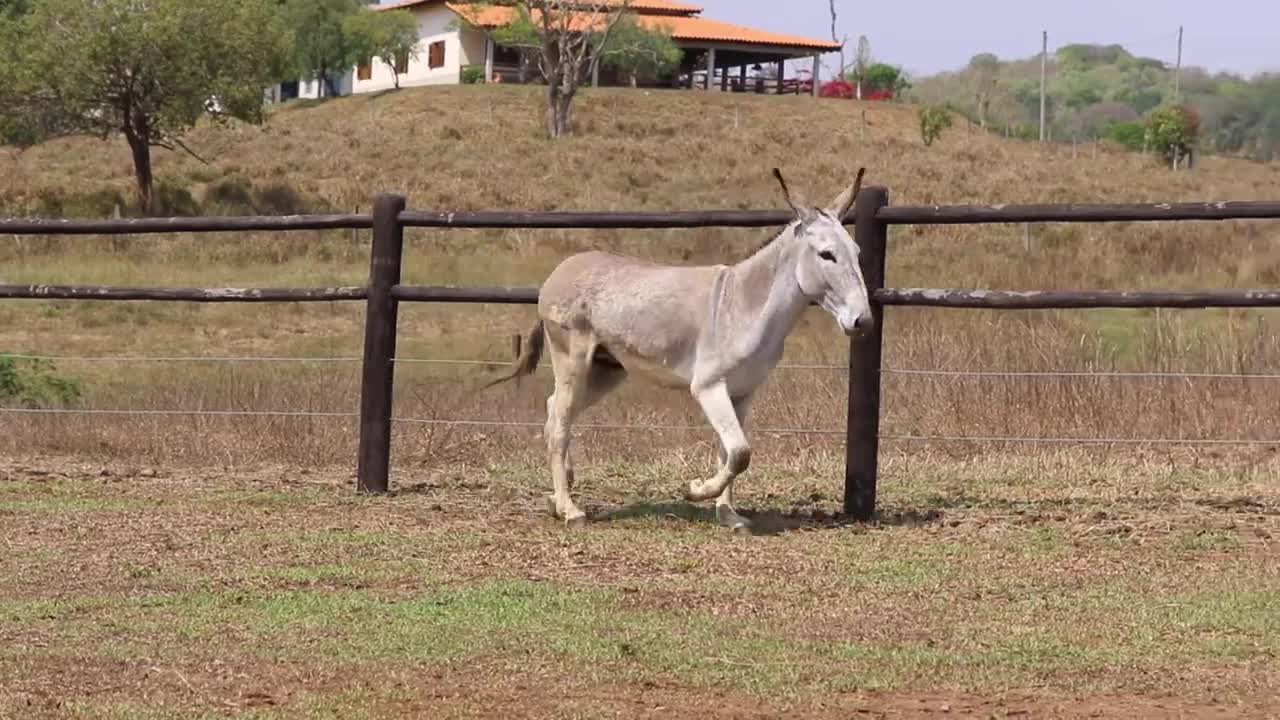 FADO DA BOI BRANCO