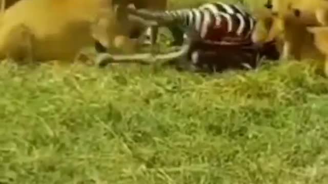 The Pride of lions attack on zebra short video