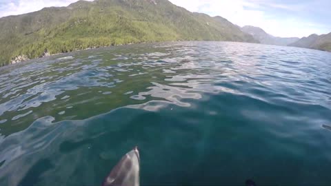 Incredible Wild Dolphin Show
