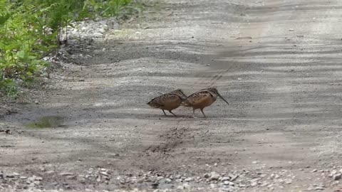 American Woodcocks bouncing