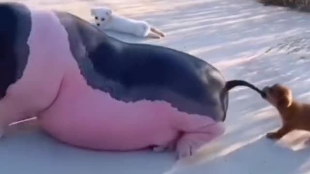 The pig