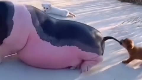 The pig
