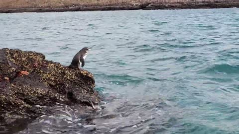 the smallest penguins on earth 🐧 🐧 🐧