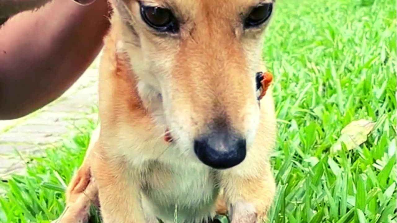 Adorable Dog's Heartwarming Reaction Will Melt Your Heart ❤️