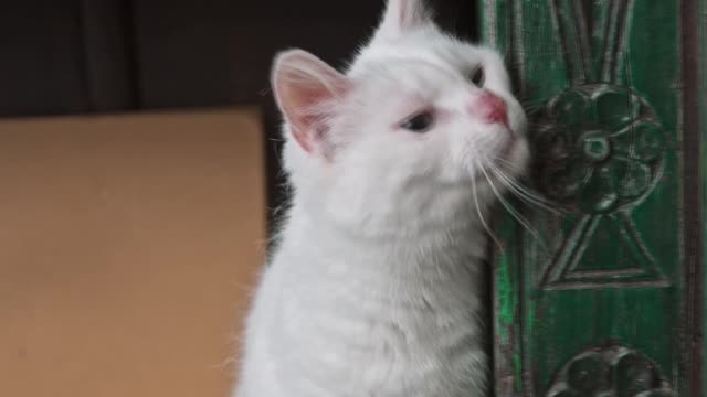 A cat next to a green door