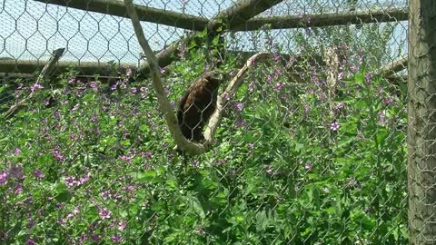 Exotic animals from Italy's underworld get second chance