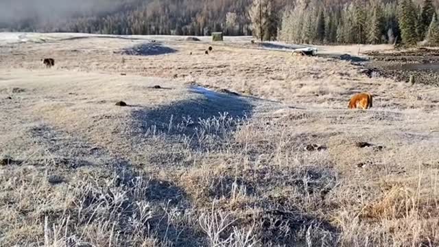 snowy mountain