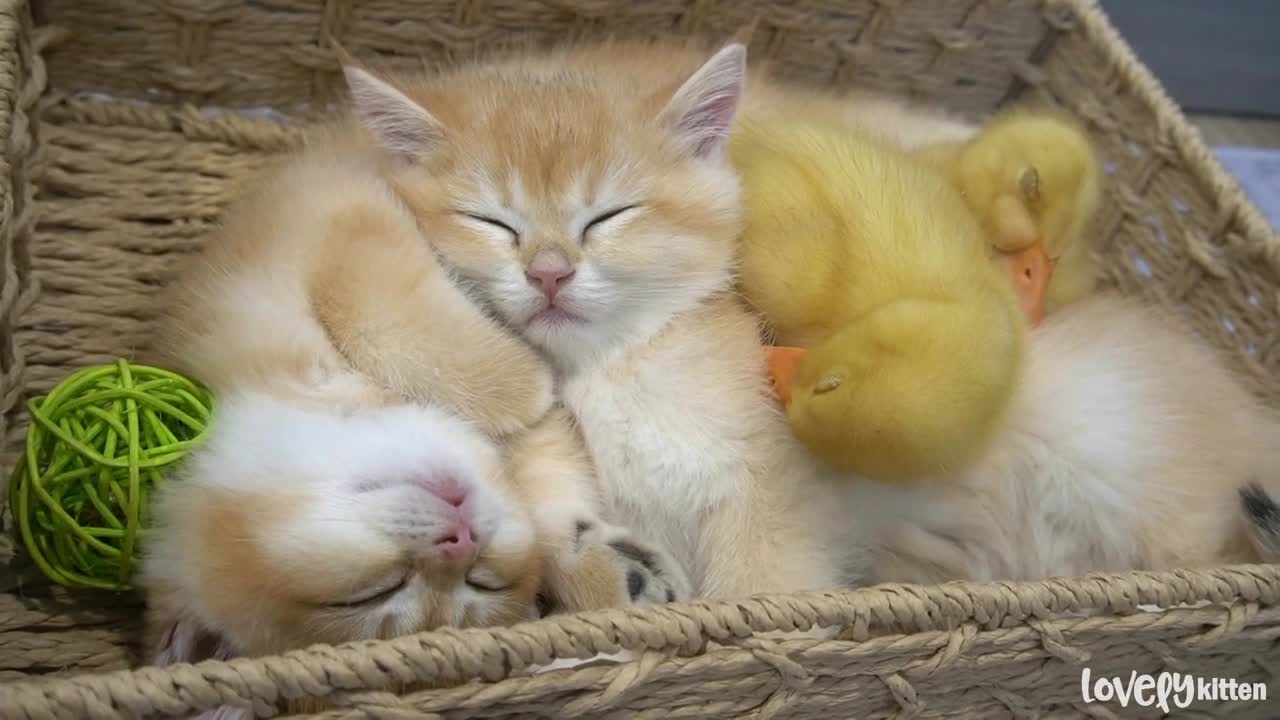 One early winter day of kittens and little ducks __ Full of warmth