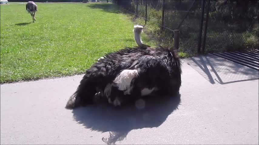 Zoo Starts Playing Music, Then This Ostrich Busts Out Some Feathery Moves On Camera