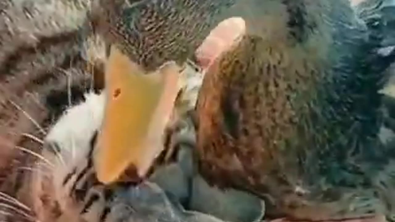 Cat and Duck, It is so funny #shorts #viral #shortsvideo #video