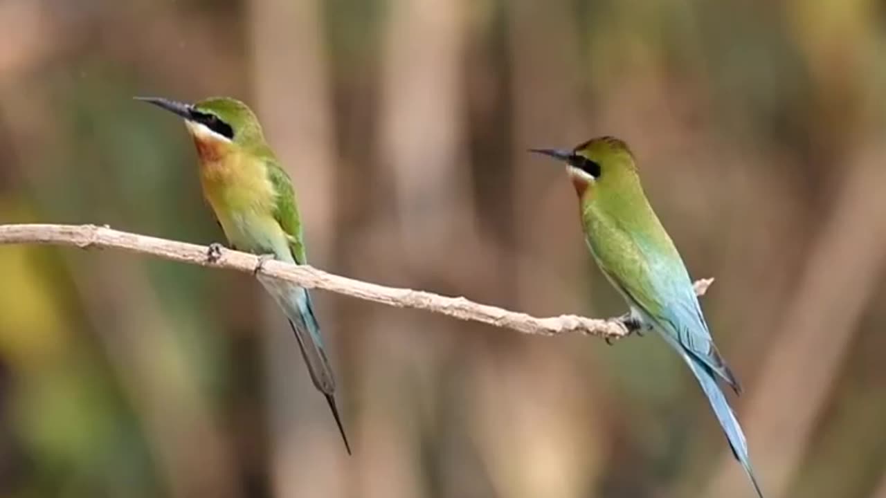 Wildlife in closer view with a natural perspective.