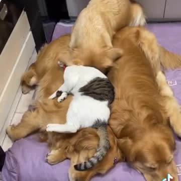 Dog golden retriever