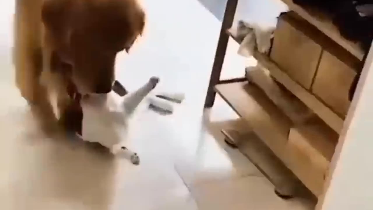 Cat and dog in rare funny moments