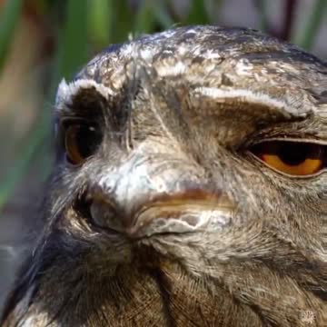 Smoky (owl) frogmouth Tawny frogmouth