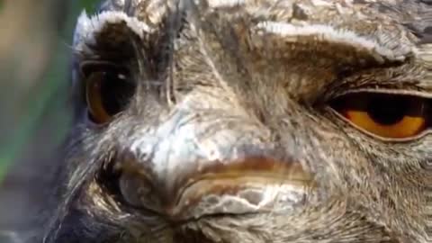Smoky (owl) frogmouth Tawny frogmouth