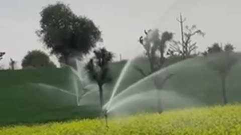 Indian Village Farming (Mustard Farming )