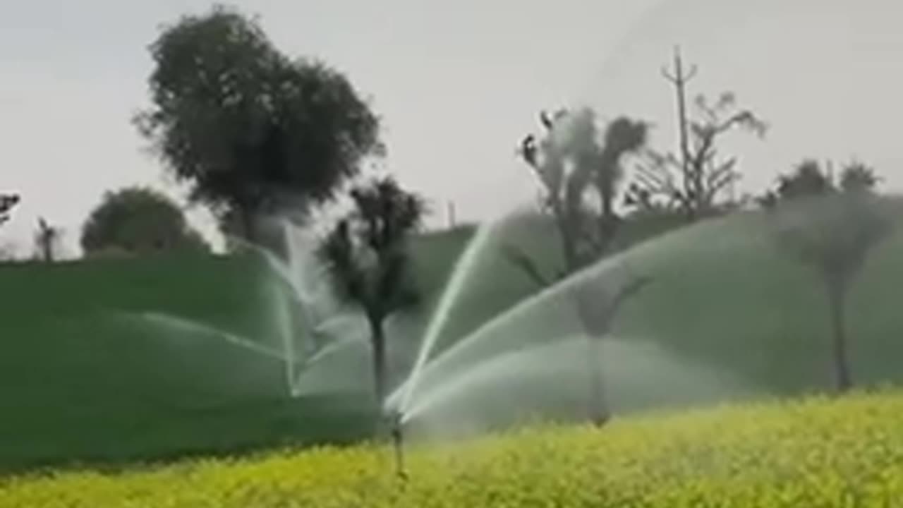 Indian Village Farming (Mustard Farming )