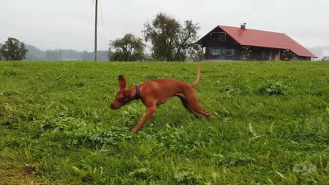 Playtime __ Border Collie __ Vizsla __ Loki + Ludwig